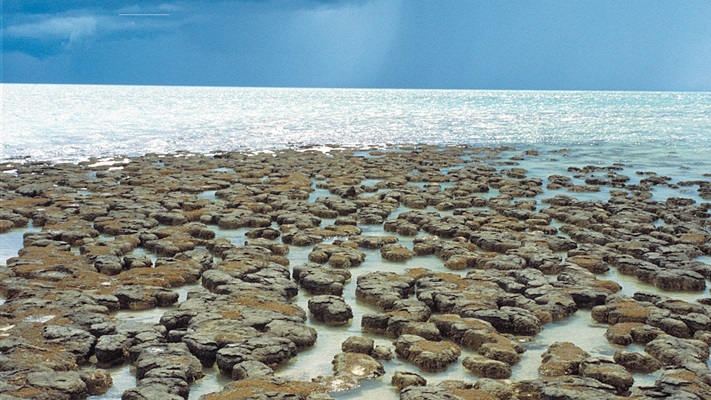 gi-t-au-western-australia-shark-bay-nature-reserve-hamelin-pool-coral-mounds-in-ocean-2033-uk-16-9